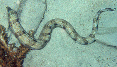 Gymnothorax enigmaticus