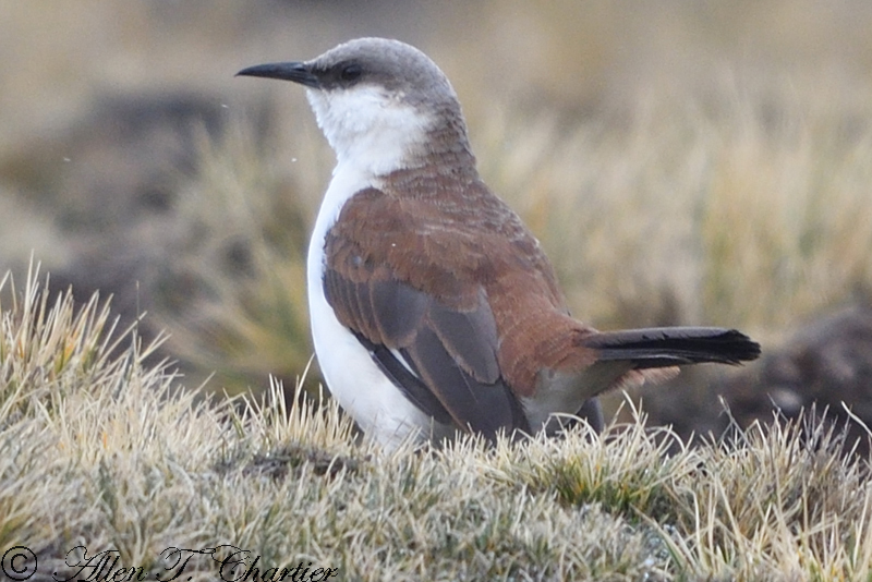 White-bellied Cinclodes photo
