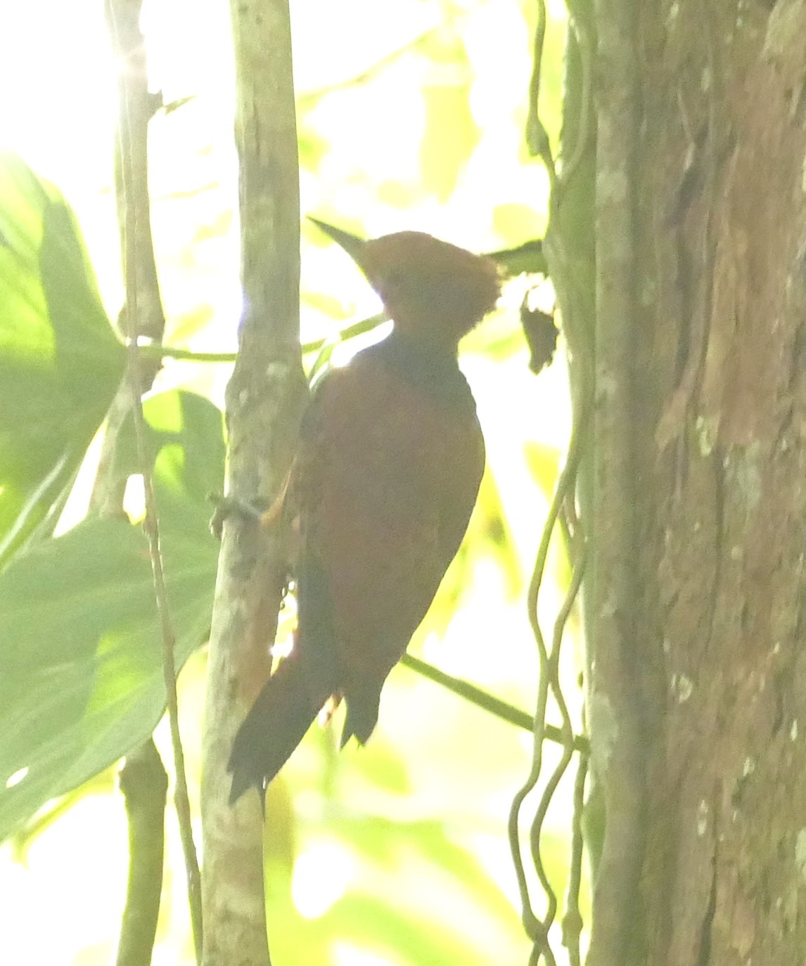 Ringed Woodpecker (Celeus torquatus), photo 6