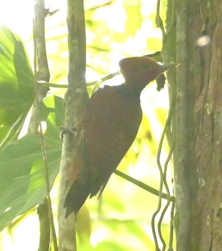 Ringed Woodpecker (Celeus torquatus), photo 2