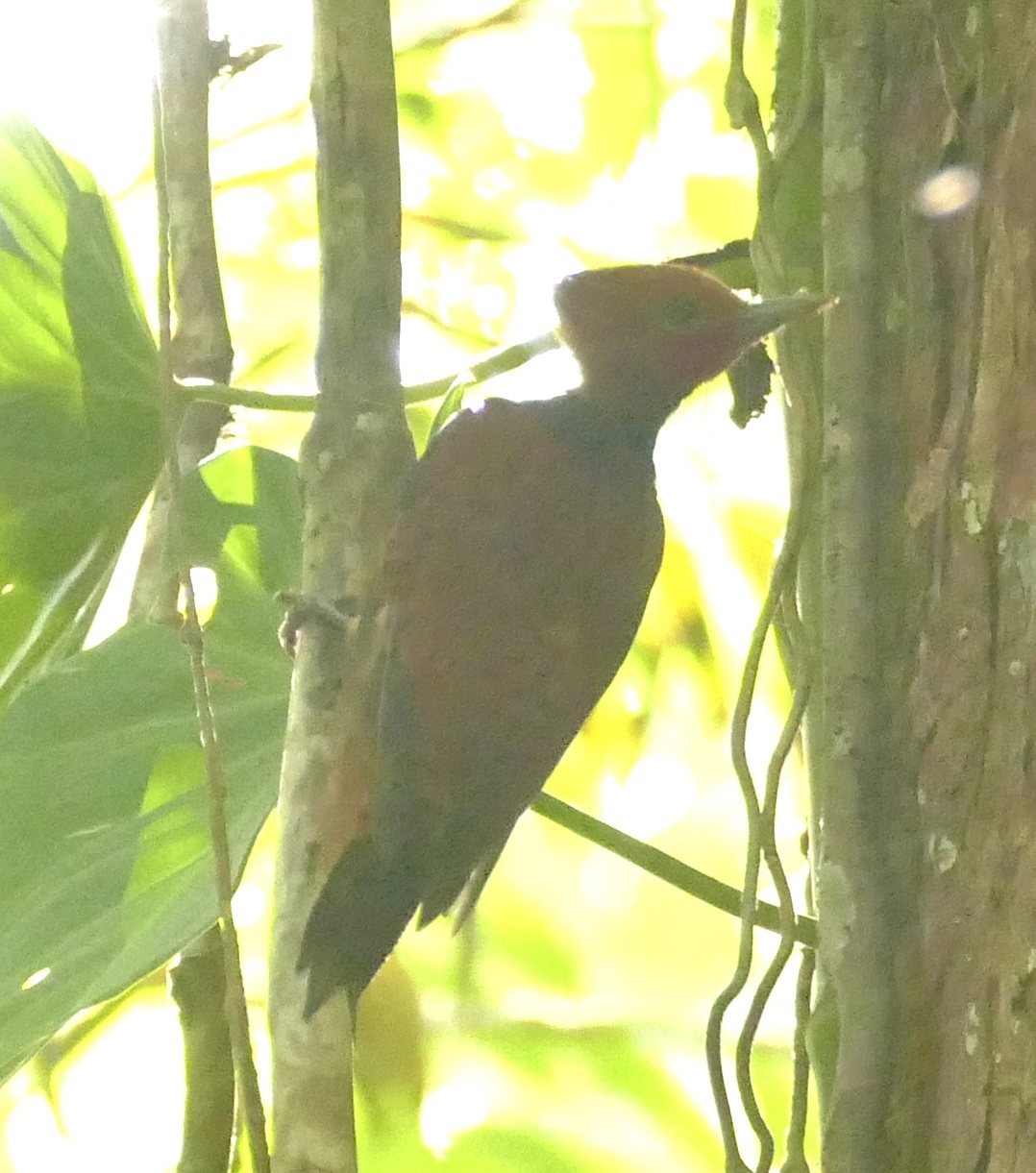 Ringed Woodpecker (Celeus torquatus), photo 2