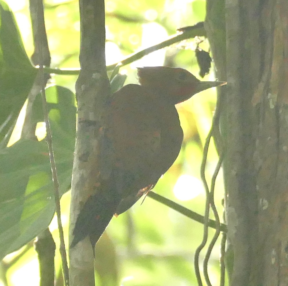 Ringed Woodpecker (Celeus torquatus), photo 3
