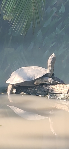 Melanochelys trijuga