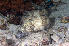 Gymnothorax enigmaticus