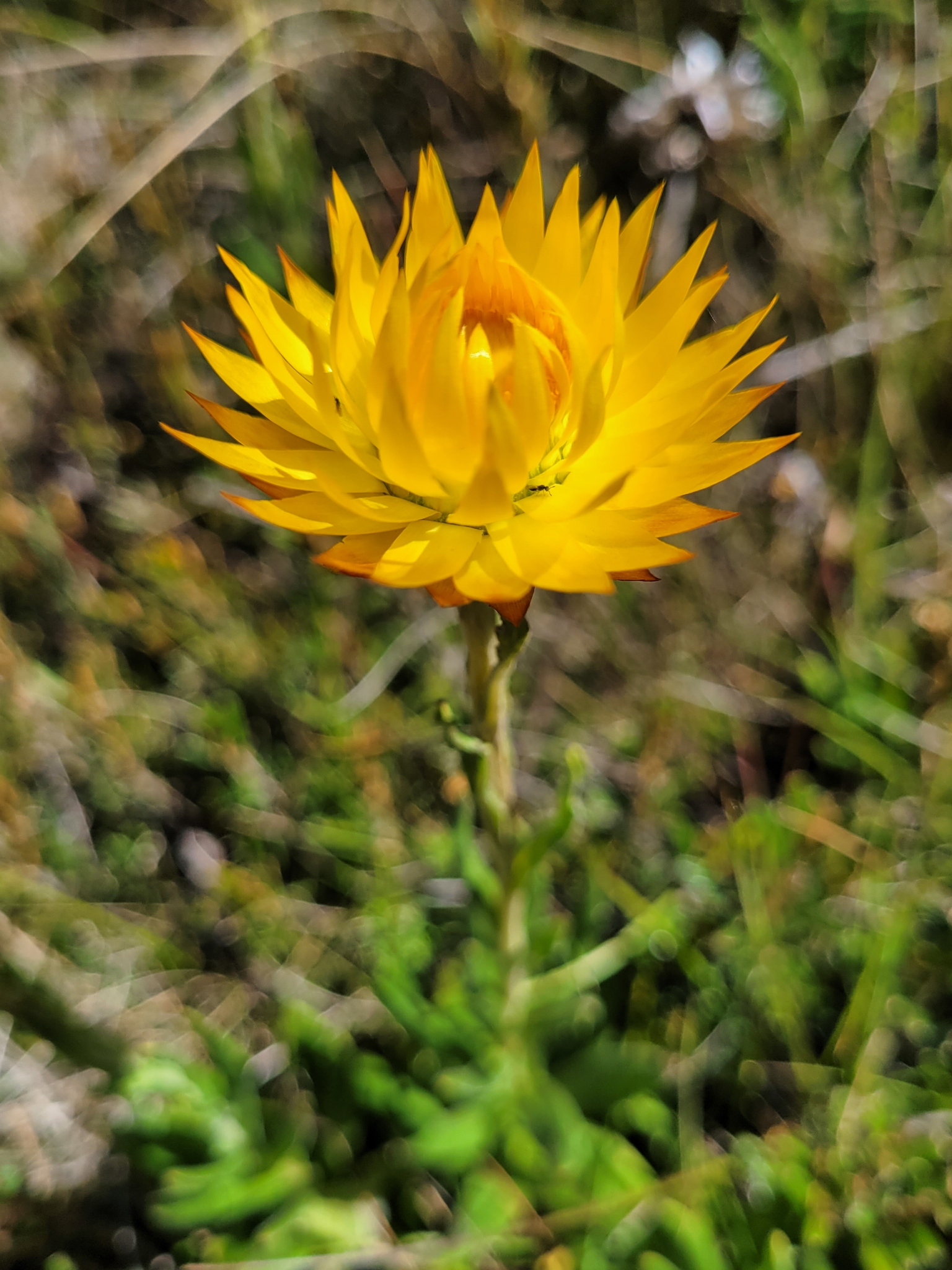 Alpine Everlasting (Xerochrysum subundulatum)