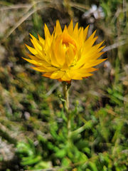 Xerochrysum subundulatum