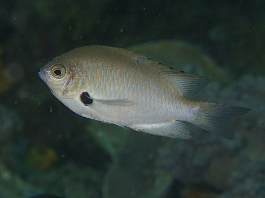 Alexander's damsel (Pomacentrus alexanderae) — Pomacentridae