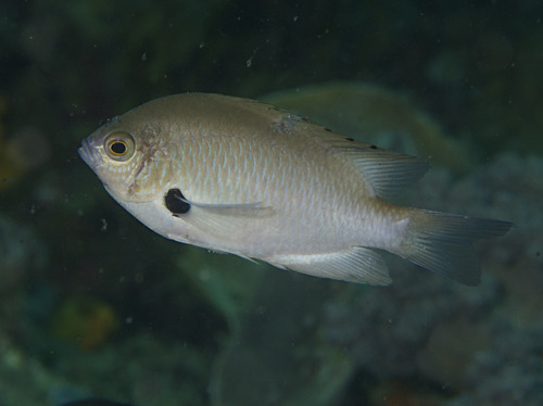 Alexander's damsel (Pomacentrus alexanderae) — Pomacentridae