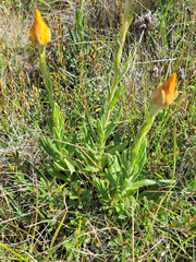 (c) Eamonn Culhane, some rights reserved (CC BY) Xerochrysum subundulatum, photograph (c) Eamonn Culhane, some rights reserved (CC BY)