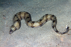 Gymnothorax enigmaticus