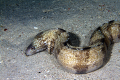 Gymnothorax enigmaticus