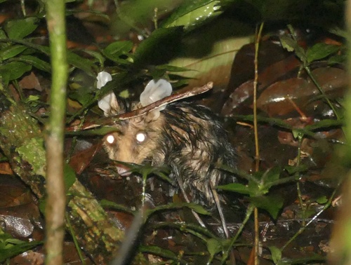 Guianan White-eared Opossum