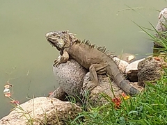 Iguana iguana