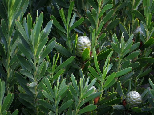 Leucadendron meridianum T.M.Salter ex I.Williams