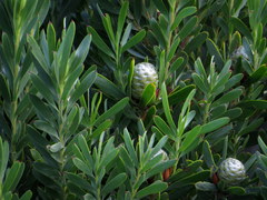 Leucadendron meridianum