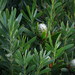 Limestone Conebush - Photo (c) Gawie Malan, some rights reserved (CC BY-NC), uploaded by Gawie Malan