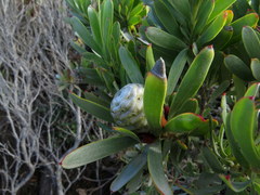 Leucadendron meridianum