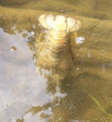 Pontastacus leptodactylus