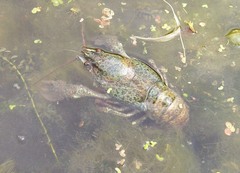 Pontastacus leptodactylus