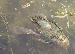 Pontastacus leptodactylus
