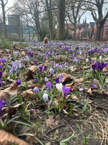 Crocus neapolitanus