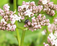 Scirtes hemisphaericus