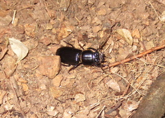 Odontotaenius