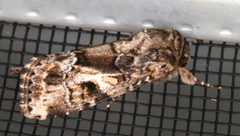Spodoptera umbraculata