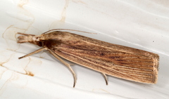 Calamotropha leptogrammellus