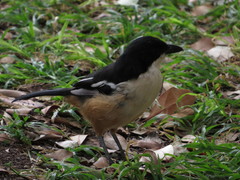 Laniarius ferrugineus ferrugineus