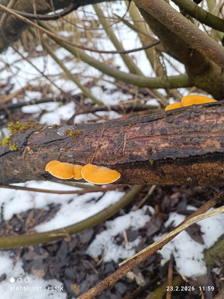Phyllotopsis nidulans · February 2026 · photo: © petr_klasek (iNaturalist, cc-by)