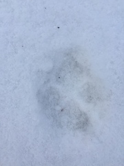 Canis latrans thamnos