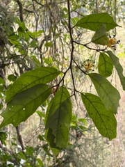 Eustigma oblongifolium, photograph (c) 黃美滿, some rights reserved (CC BY)