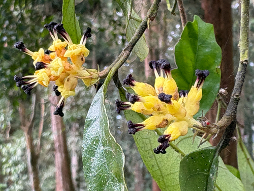 Eustigma oblongifolium, photograph 1