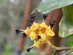 Eustigma oblongifolium