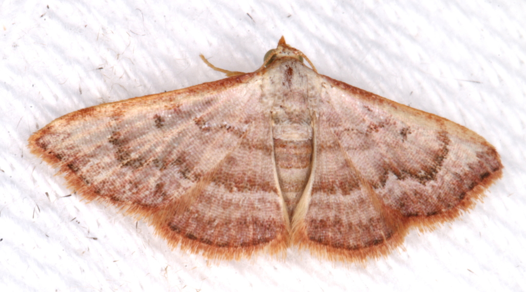 Enispa daphoena