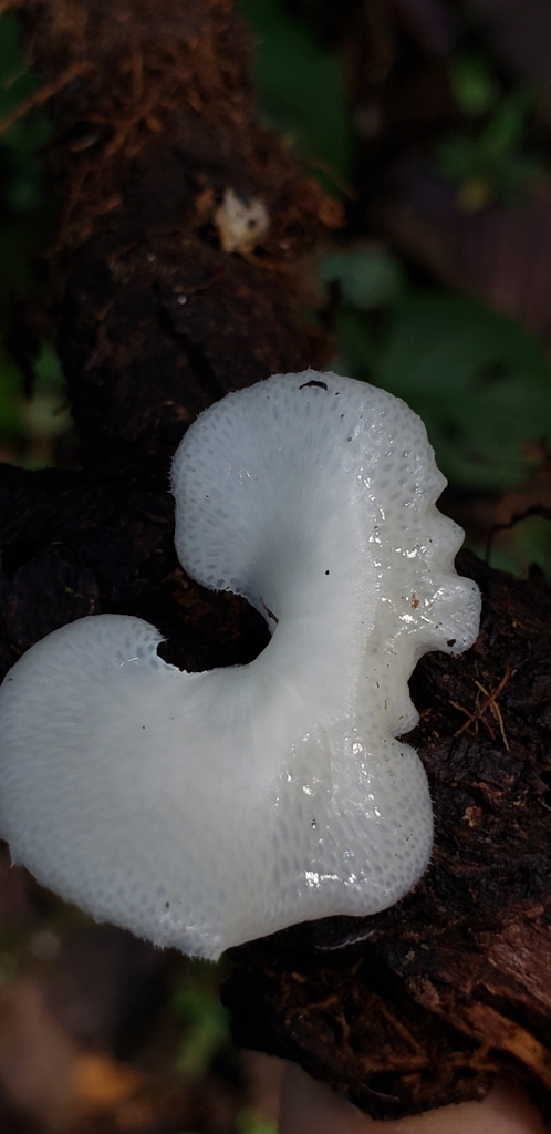 Favolus brasiliensis · February 2020 · photo: © georgemushkal (iNaturalist, cc-by)