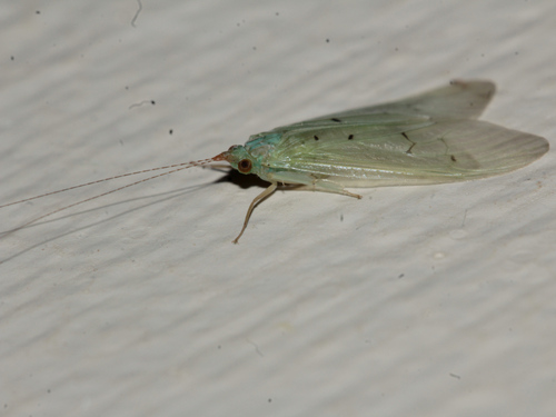 Aethaloptera dispar