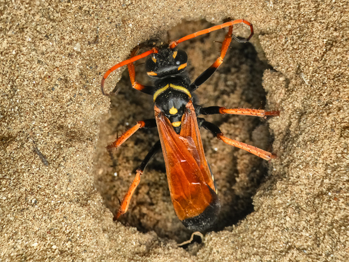 Parabatozonus lacerticida