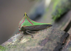 Umbonia pyramidalis