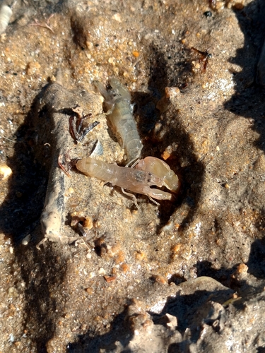Alpheus lobidens observed 2026-02-19