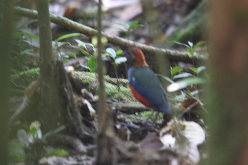 Papuan Pitta (Erythropitta macklotii), photo 9