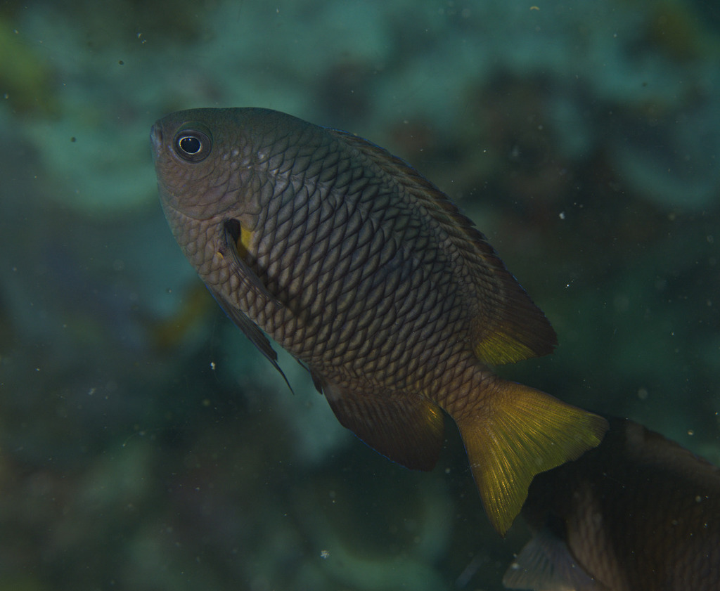 Damselfish (Pomacentrus philippinus) — Pomacentridae