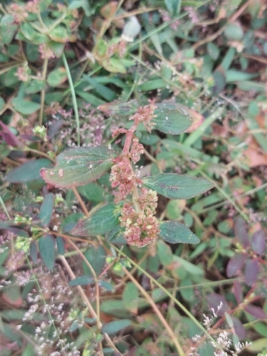 Asthma Plant