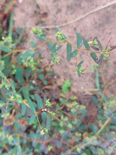 hyssop spurge