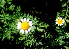 Cotula nigellifolia nigellifolia