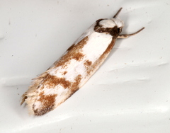 Palimmeces variegata