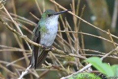 Elliotomyia chionogaster