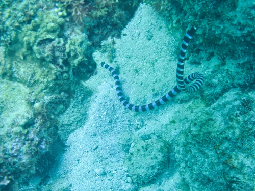 Blue-lipped Sea Krait