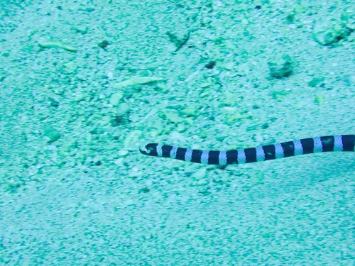 Blue-lipped Sea Krait